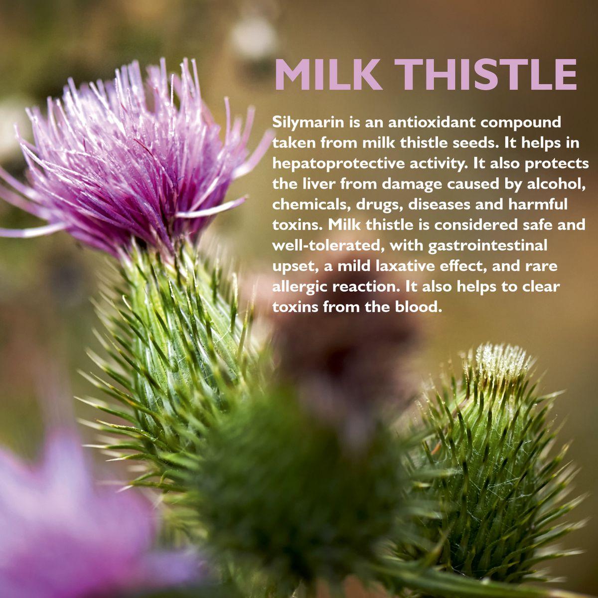 Onelife LIV DTOX : Supports Liver Health Milk Thistle (60 Tablets)